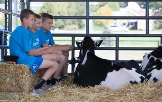 4-H Calf