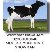 macadam