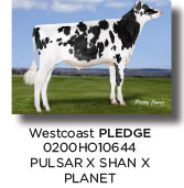 pledge