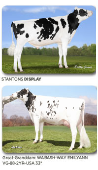 StantonsDisplay