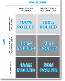 pp chart