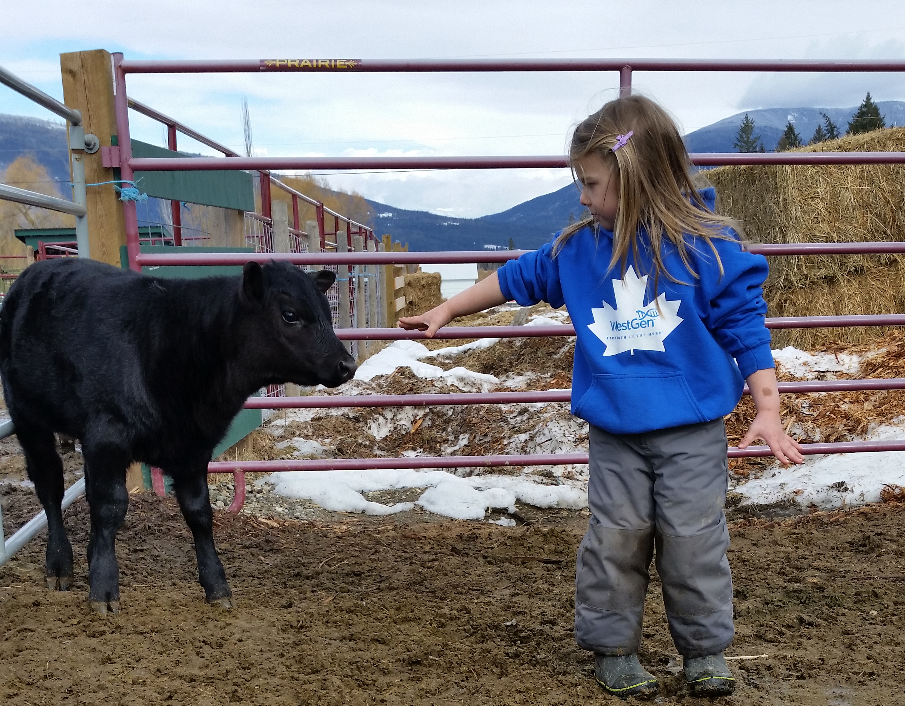 Beef Calf