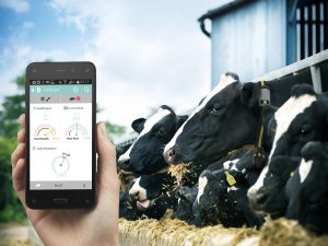 Cows eating hay in barn