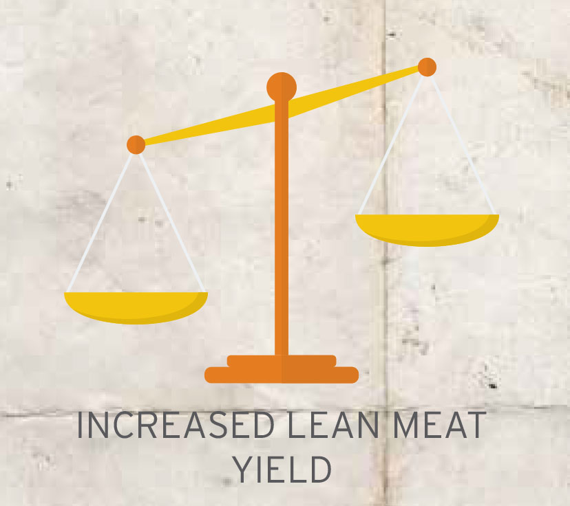 Beef increasedleanmeatyield WestGen