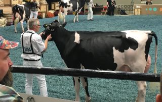 WDE 2017 6
