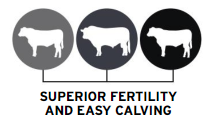 superior-fertility-and-easy-calving